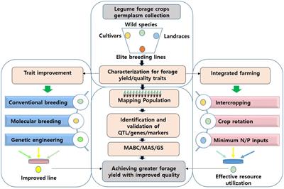 Harnessing the Potential of Forage Legumes, Alfalfa, Soybean, and Cowpea for Sustainable Agriculture and Global Food Security